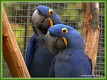 Zvířata - ptáci - Ara hyacintový