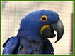 Zvířata - ptáci - Ara hyacintový