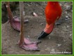 Zvířata - ptáci - Plameňák kubánský