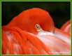 Zvířata - ptáci - Plameňák kubánský