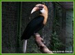 Zvata - ptci - Zoboroec temn