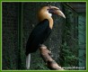 Zvata - ptci - Zoboroec temn
