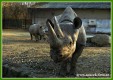 Zvířata - savci - Nosorožec dvourohý