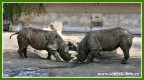 Zvířata - savci - Nosorožec dvourohý