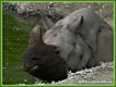 Zvířata - savci - Nosorožec indický