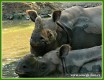 Zvířata - savci - Nosorožec indický