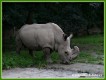 Zvířata - savci - Nosorožec tuponosý severní