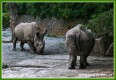 Zvířata - savci - Nosorožec tuponosý severní