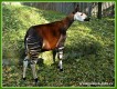 Zvířata - savci - Okapi