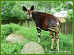 Zvířata - savci - Okapi