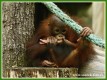 Zvířata - savci - Orangutan bornejský