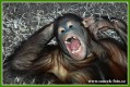 Zvířata - savci - Orangutan bornejský