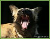 Zvířata - savci - Pes hyenovitý