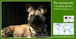 Zvířata - savci - Pes hyenovitý