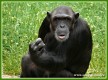 Zvířata - savci - Šimpanz učenlivý