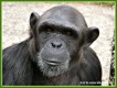 Zvířata - savci - Šimpanz učenlivý