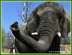 Zvířata - savci - Slon africký