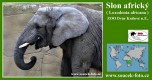 Zvířata - savci - Slon africký