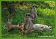 Zvířata - savci - Surikata