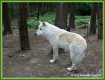 Zvířata - savci - Vlk arktický