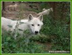 Zvířata - savci - Vlk arktický
