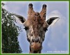 Zvířata - savci - Žirafa Rothschildova