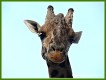 Zvířata - savci - Žirafa Rothschildova
